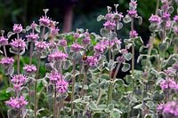 Marrubium supinum - with Bombus pratorum - Bumble Bee visiting