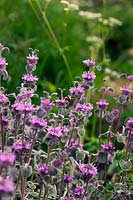 Marrubium supinum with Bombus pratorum - Bumble Bee visiting 