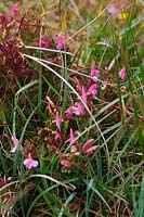 Pedicularis sylvatica - Lousewort growing on acid peat moorland 
