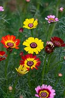 Chrysanthemum carinatum - Painted Daisy