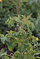 Solanum lycopersicum - Tomato twined around string for support