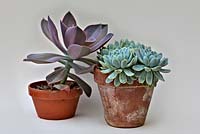 Echeveria elegans AGM with Graptoveria 'Fred Ives' white background