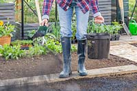 Woman using scoop to spread charcoal on soil in kitchen garden. 