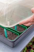 Person adding lid to propagator with various seed trays. 