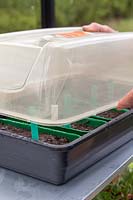 Person adding lid to propagator with various seed trays.