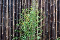 Bamboo foliage and bamboo screen. The Equilibrium Garden, designed by Richard Heys MICHort and Audra Bickerdyke, working with female prisoners at HMPPS and YOI Styal, RHS Tatton Park Flower Show, 2019. 

