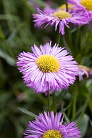 Erigeron 'Prosperity' - Fleabane Daisy 'Prosperity'