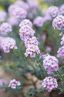 Aethionema cordifolium - Lebanon Stonecress - May