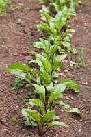 Beetroot seedlings - June - garden
