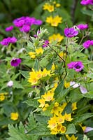 Lysimachia punctata - Geranium - June