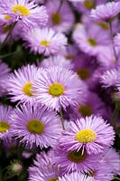 Erigeron 'Prosperity' - Fleabane Daisy - July