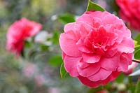 Camellia x williamsii 'Jury's Sunglow' - Camellia 'Jury's Sunglow' 