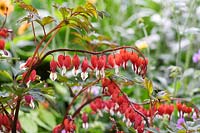 Lamprocapnos spectabilis 'Valentine' - Bleeding Heart 'Valentine'