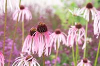 Echinacea pallida - Pale Purple Coneflower
