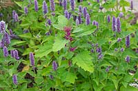 Chenopodium giganteum and Agastache foeniculum 