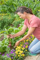 Woman harvesting Beetroot 'Barbabietola di Chioggia' in vegetable garden. 
