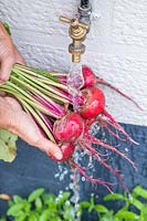 Woman washing newly harvested Beetroot Barbabietola di Chioggia under tap