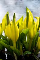 Lysichiton americanus - Yellow skunk cabbage