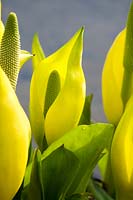 Lysichiton americanus - Yellow skunk cabbage