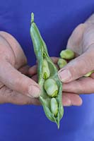 Vicia faba 'The Sutton'. Shelling freshly picked, organic broad beans.