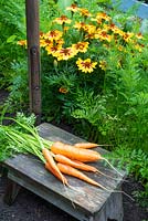 Calendula 'Naughty Marietta' to deter carrot fly in vegetable garden.