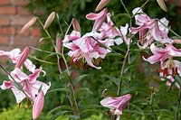 Lilium 'Anastasia' - Tree, or Skyscraper Lilies 