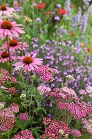 Achillea millefolium 'Cerise Queen' with Echinacea purpurea 'Rubinstern' and Verbena officinalis 'Bampton' beyond