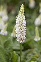 Primula vialii 'Alison Holland'