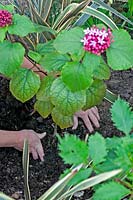 Person planting a Clerodendrum bungei - Glory Flower. 