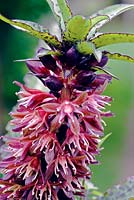 Eucomis vandermerwei