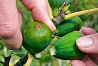 Person thinning out fig fruits - Ficus carica