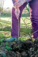 Planting a young bare root Corylus avellana - Hazel sapling in to hedgerow