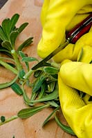 Person preparing cuttings of Euphorbia characias 'Portuguese Velvet'