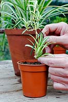 Chlorophytum comosum 'Variegatum' - person securing spider plantlet into pot of compost with pin to allow it to root.
