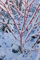 Acer pensylvanicum 'Erythrocladum' - Moosewood 'Erythrocladum' covered in snow. 