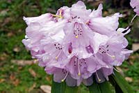 Rhododendron davidii at Tregrehan Garden, Cornwall, UK.