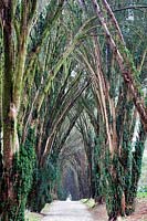 Avenue of Taxus baccata - Yew - at Tregrehan Garden, Cornwall, UK. 