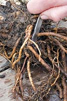 Cutting suitable roots off Papaver orientale - Oriental poppy - for root cuttings. 