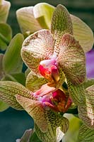 Phalaenopsis 'Brother Showpiece' - Phalaenopsis Orchid