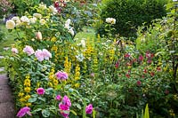 Informal border with roses and Lysimachia punctata, Little Friars Garden, Battle, Sussex, UK. 