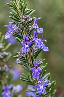 Rosmarinus officinalis 'McConnell's Blue' - Rosemary 'McConnell's Blue'
