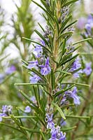 Rosmarinus officinalis 'Alderley Blue' - Rosemary 'Alderley Blue'