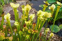 Sarracenia x moorei 'Brooks's Hybrid' - Pitcher plant 'Brooks's Hybrid'