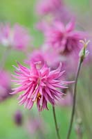 Aquilegia vulgaris var. stellata 'Pink Barlow' - Barlow Series - Double Columbine