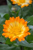 Calendula 'Oopsie Daisy' - Pot Marigold 'Oopsie Daisy'

