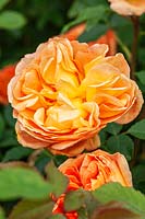 Rosa 'Lady of Shalott' - 'Ausnyson'