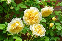 Rosa 'The Pilgrim' - 'Auswalker'