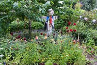 A scarecrow beside a bed of cut flowers, dahlias and marigolds.