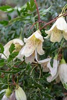 Clematis cirrhosa var. balearica - a winter flowering climber producing scented cream flowers with maroon freckles