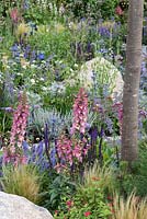 The Digitalis 'Foxlight Rose Ivory' - Foxglove - mingling with salvias beneath a tree. The Viking Cruises Lagom Garden, designed by Will Williams, RHS Hampton Court Palace Garden Festival, 2019.